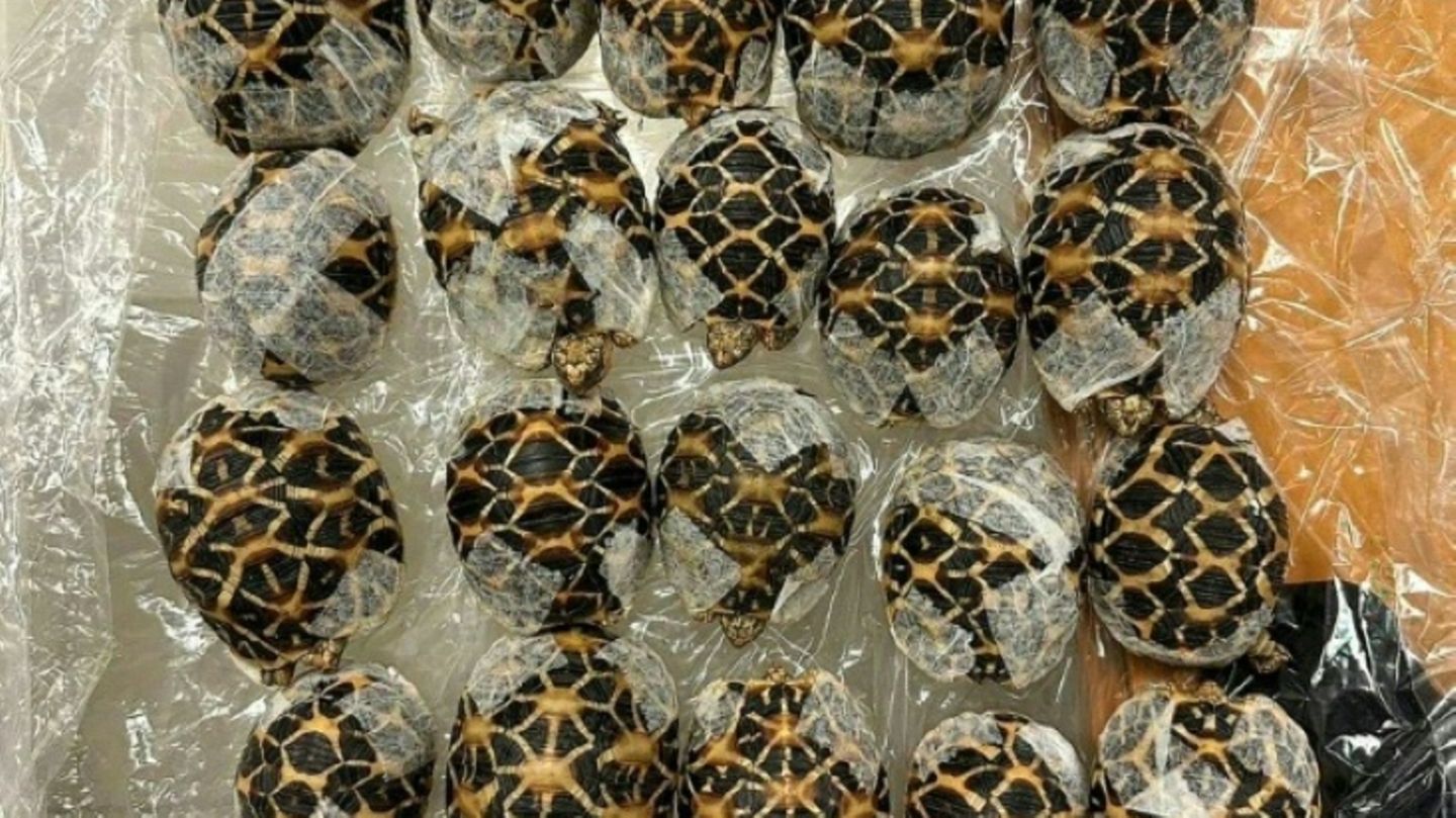 Beschlagnahmte Indische Sternschildkröten in Bangkok