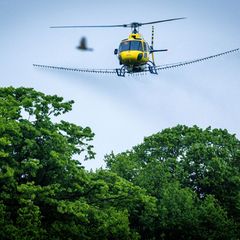 Ein Hubschrauber bringt im Altmarkkreis Salzwedel ein Biozid über Waldflächen aus, um den Eichenprozessionsspinner frühzeitig zu