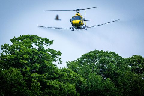 Ein Hubschrauber bringt im Altmarkkreis Salzwedel ein Biozid über Waldflächen aus, um den Eichenprozessionsspinner frühzeitig zu