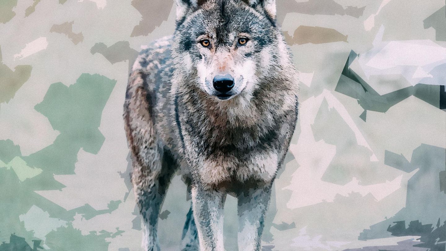 Serie: Fell, Chaos, Liebe: Mitten in der Großstadt traf ich einen Wolf. Und lernte viel über uns Menschen