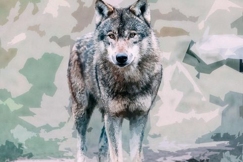 Ein Wolf blickt in die Kamera