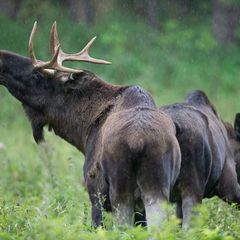 In der Nähe von Deggendorf soll ein Elch umherstreifen. (Symbolbild) Foto: Patrick Pleul/dpa