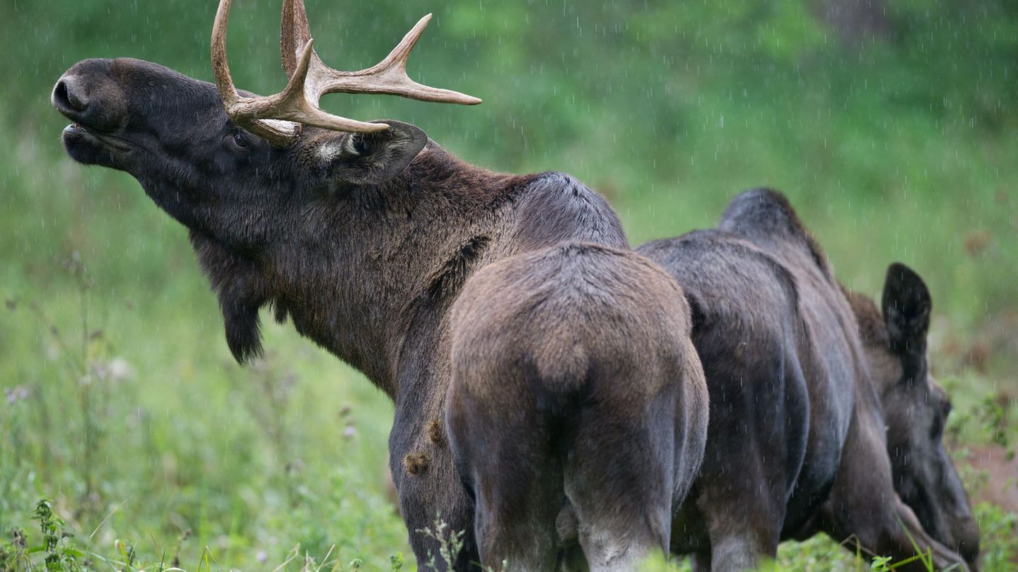 Tiere: Ist ein Elch in Niederbayern unterwegs?