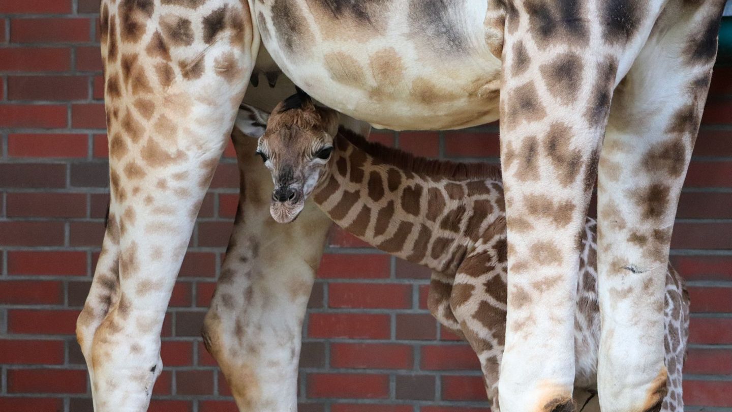 Bislang ist der kleine Bulle namenlos. Foto: -/Tierpark Berlin/dpa