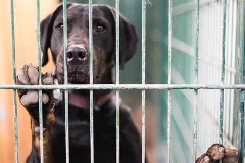 Die beschlagnahmten Tiere wurden auf Tierheime verteilt. (Symbolbild) Foto: Andreas Arnold/dpa