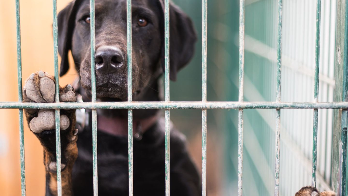 Tiere: Veterinäramt rettet rund 230 Tiere aus schlechter Haltung