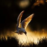 Einen goldenen Moment hält Radomir Jakubowski in der französischen Camargue fest: Er knipste den Landeanflug der Lachmöwe im schönsten Gegenlicht.     Sieger in der Kategorie „Vögel“