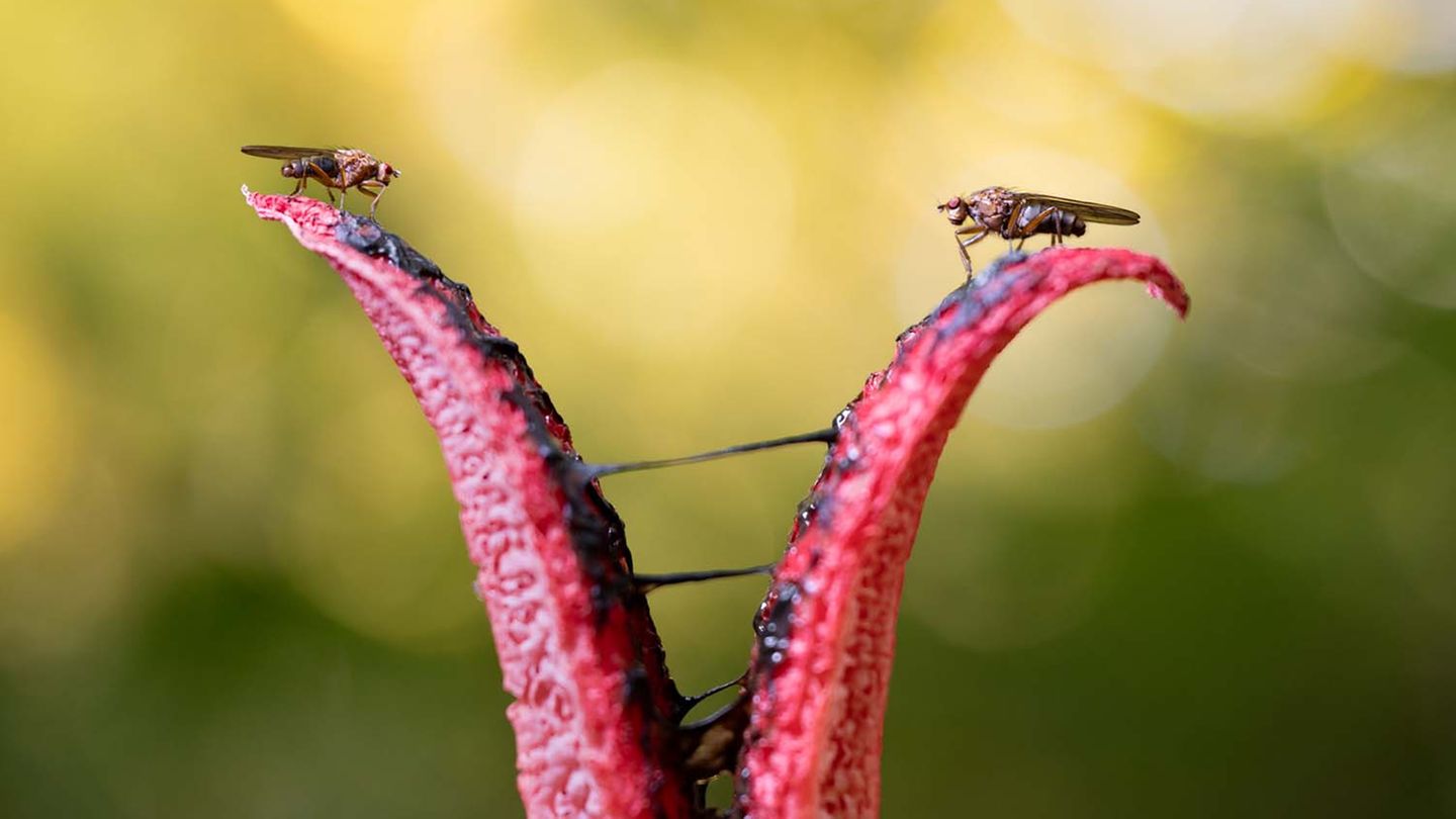 Tödliche Tentakel: Beim Pilzesammeln in Rheinhessen entdeckte Julius Stratmann diesen Tintenfischpilz, der mit seinem „Duft“ zwei Fliegen in die Falle gelockt hatte.      9. Platz in der Sonderkategorie „Biodiversität“
