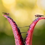 Tödliche Tentakel: Beim Pilzesammeln in Rheinhessen entdeckte Julius Stratmann diesen Tintenfischpilz, der mit seinem „Duft“ zwei Fliegen in die Falle gelockt hatte.      9. Platz in der Sonderkategorie „Biodiversität“