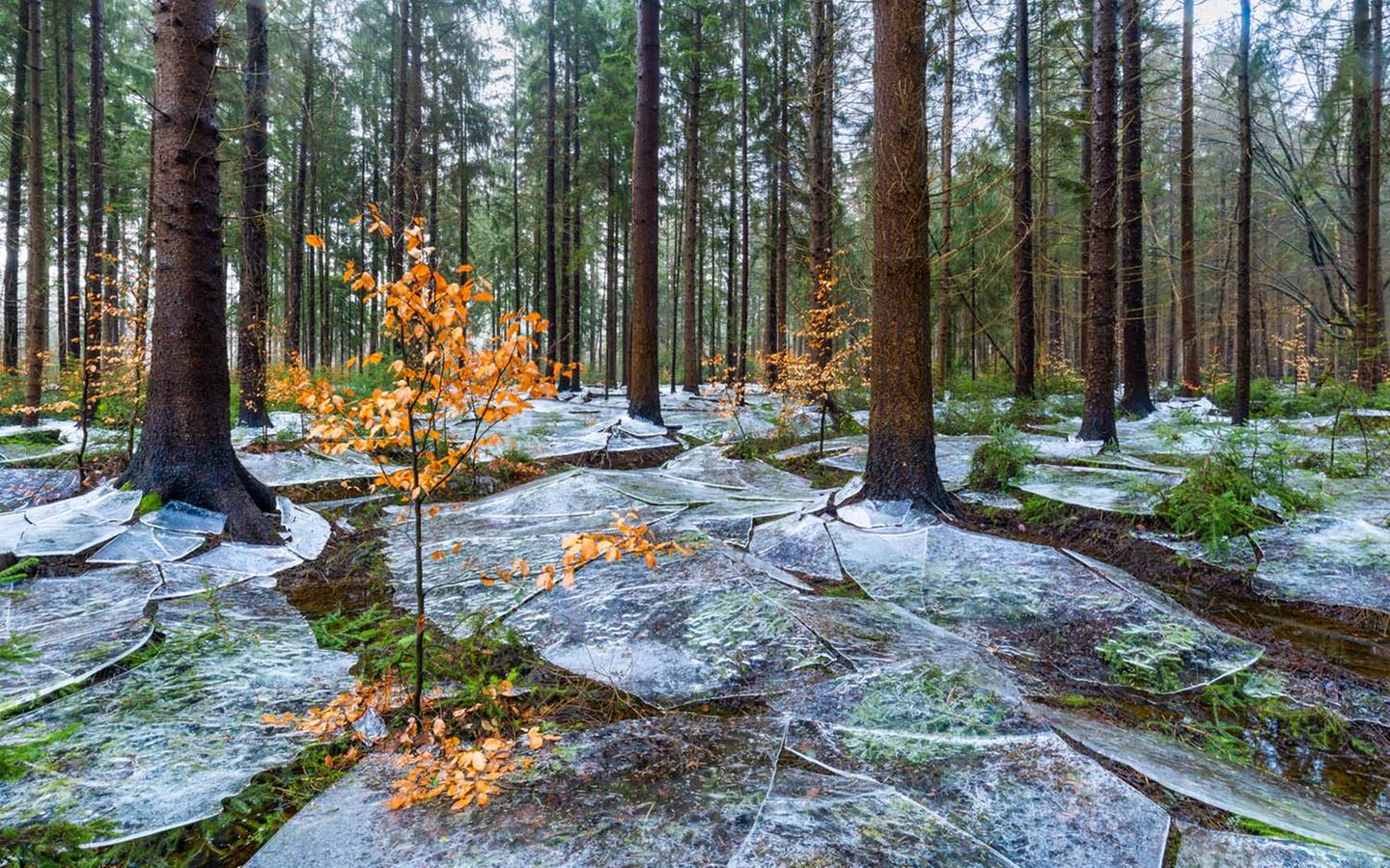 Kein alltäglicher Anblick: Dünne Eisinseln überziehen den grünen Waldboden. Ein Fluss hatte den Wald überflutet, das Wasser gefror – später zerfiel die Eisdecke dann in einzelne Schollen.     Eike Christian Wolff, Sieger in der Kategorie „Landschaften“