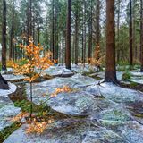 Kein alltäglicher Anblick: Dünne Eisinseln überziehen den grünen Waldboden. Ein Fluss hatte den Wald überflutet, das Wasser gefror – später zerfiel die Eisdecke dann in einzelne Schollen.     Eike Christian Wolff, Sieger in der Kategorie „Landschaften“