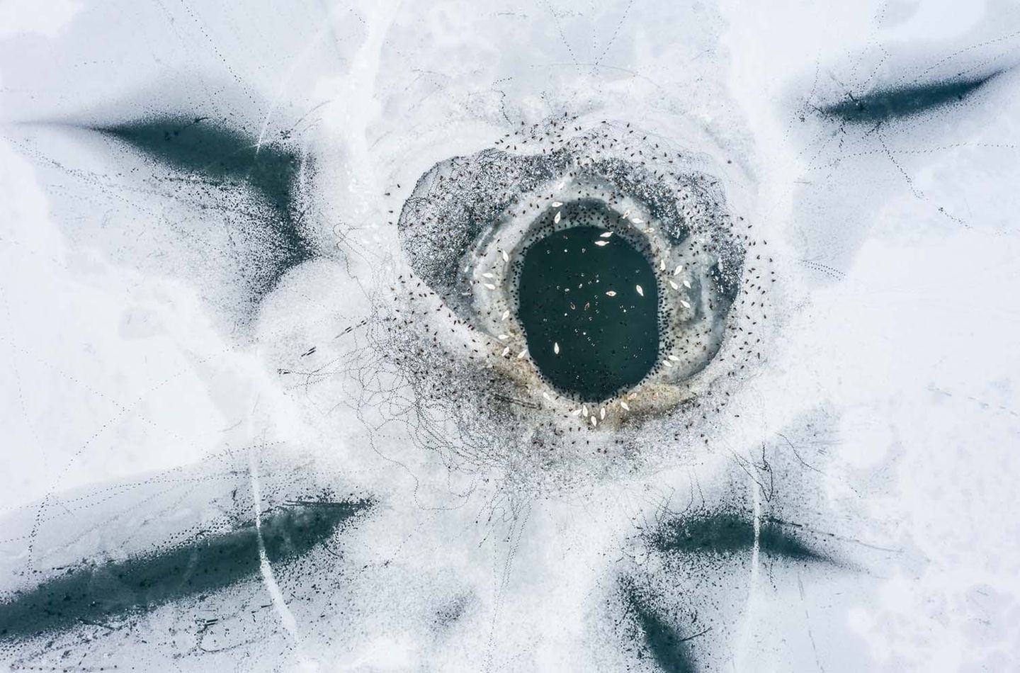 Ist das eine verblasste Blume im Eis? Aus dieser Höhe wird das Naturschauspiel zum abstrakten Muster: Die Drohnenaufnahme zeigt ein Eisloch in einer Kiesgrube, um das sich Wasservögel scharen.     Roy Müller, 8. Platz in der Kategorie „Atelier Natur“