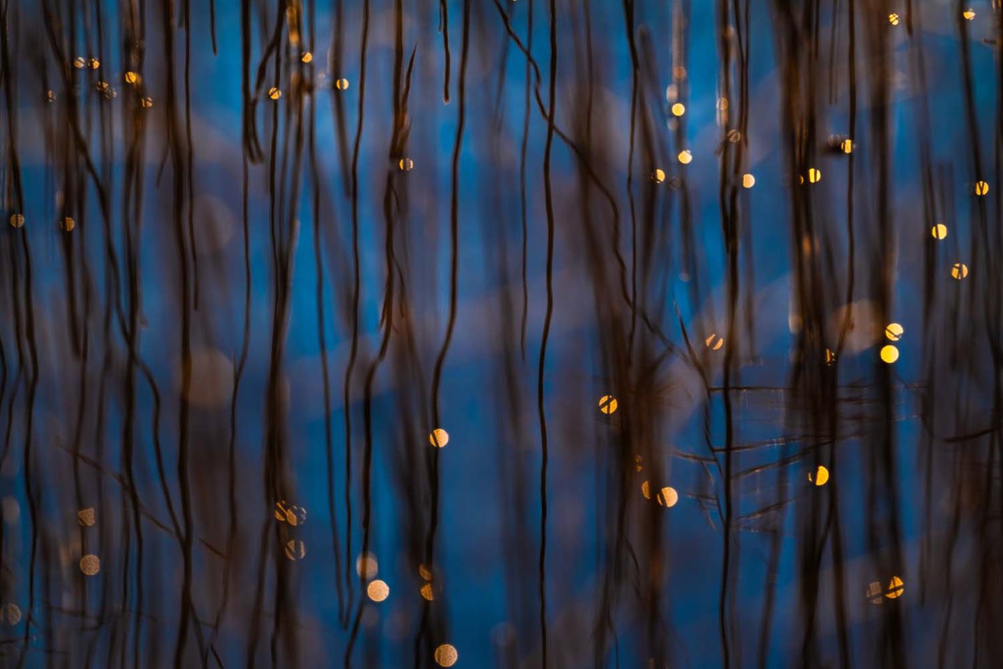 Wasserwelt: Schilf und tanzende Sonnenpunkte spiegeln sich in den blauen Fluten des Starnberger Sees.     Beate Oswald, Siegerin in der Kategorie „Atelier Natur“ 