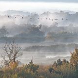 Kraniche im Nebel: In schönster Formation fliegen die Tiere über die wilde Natur des Nationalparks Unteres Odertal.     Dieter Damschen, Sieg in der Sonderkategorie „Biodiversität“
