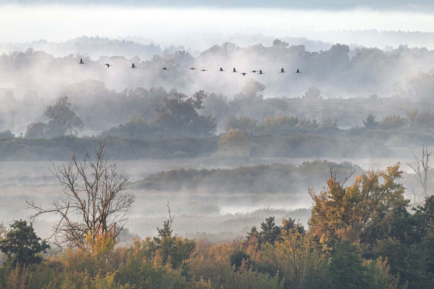 Kraniche im Nebel: In schönster Formation fliegen die Tiere über die wilde Natur des Nationalparks Unteres Odertal.     Dieter Damschen, Sieg in der Sonderkategorie „Biodiversität“
