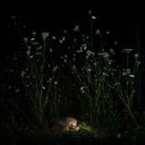 Kleines Licht: Gregor Thiels sommerlicher Naturgarten wird für dieses Foto zur Bühne. Auf Futtersuche streift der Igel durch die hohen Gräser des nächtlichen Gartens.     4. Platz in der Kategorie „Säugetiere“