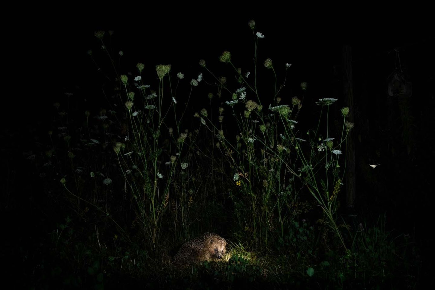 Kleines Licht: Gregor Thiels sommerlicher Naturgarten wird für dieses Foto zur Bühne. Auf Futtersuche streift der Igel durch die hohen Gräser des nächtlichen Gartens.     4. Platz in der Kategorie „Säugetiere“