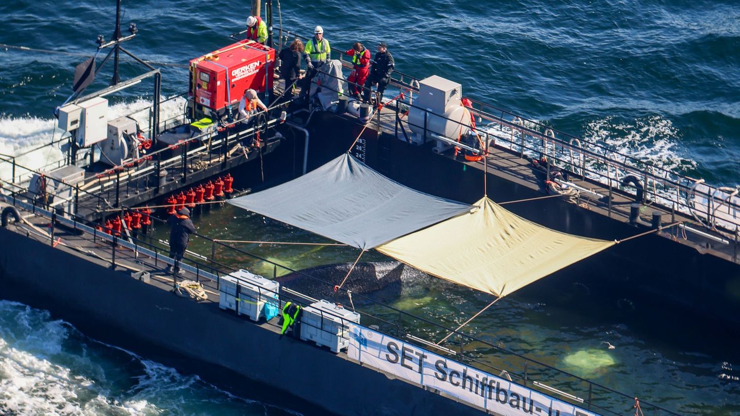 Abtransportierter Buckelwal: Einen Wal Aufpäppeln in einer Station - ist das realistisch?