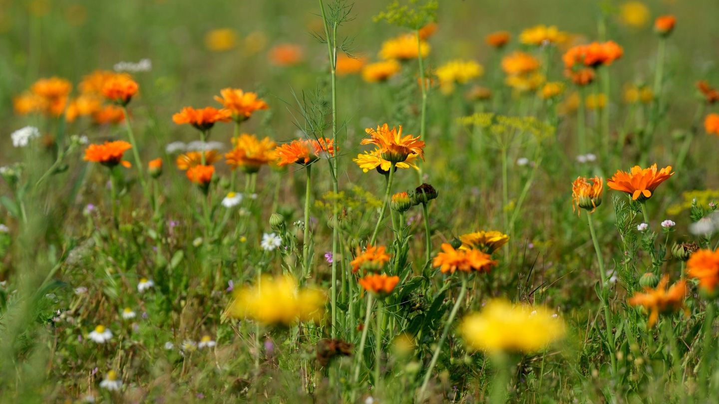 Naturschutz: Grüne sehe Biodiversität auf Äckern in der Krise