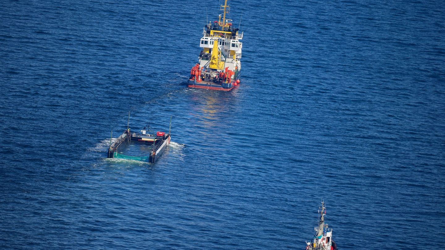 Aufwendiger Rettungsversuch: Hoher Wellengang: Wal-Transportschiff kommt nicht weiter
