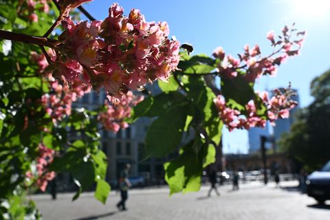 Das lange Wochenende wird sommerlich in Berlin und Brandenburg. (Symbolbild) Foto: Markus Lenhardt/dpa