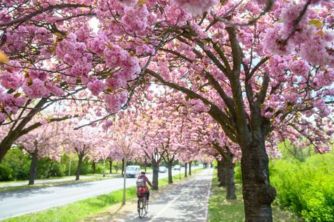 Die Temperaturen klettern in Sachsen-Anhalt am Wochenende weiter in die Höhe. (Symbolbild) Foto: Klaus-Dietmar Gabbert/dpa/ZB