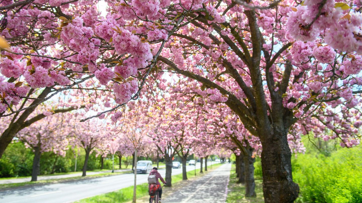 Wetter: Sachsen-Anhalt startet sonnig ins Feiertagswochenende