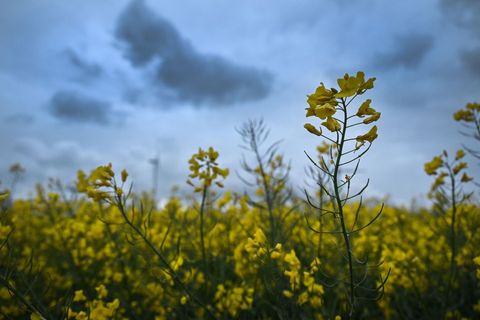 Wolken im Anmarsch: Am Samstag ist es erstmal vorbei mit strahlendem Sonnenschein. (Archivbild) Foto: Federico Gambarini/dpa