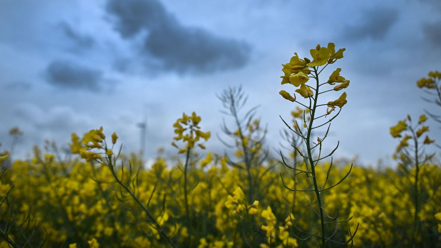 Wetter: Erstes Maiwochenende: Schauer und Gewitter im Anmarsch