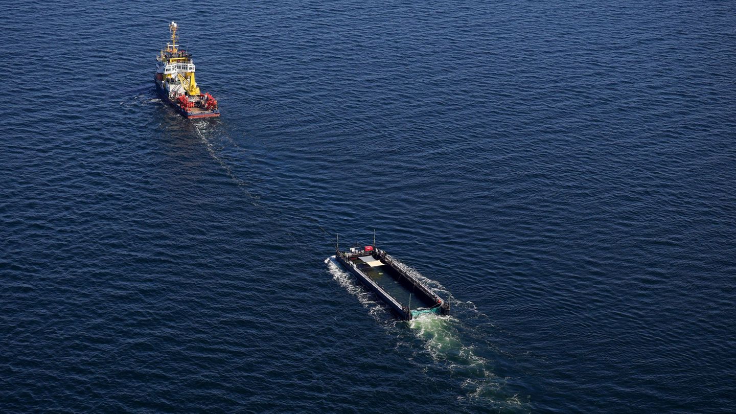 Buckelwal: Netz von Barge mit Buckelwal in Ostsee entfernt