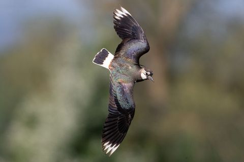 Kiebitze wehren mit teils akrobatischen Flugeinlagen Feinde wie Greifvögel ab. Foto: Boris Roessler/dpa