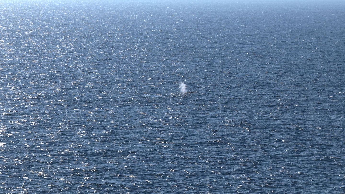 Das Foto zeigt vermutlich den Blas, die ausgeatmete Atemluft, des Buckelwals, der am Samstagmorgen in der Nordsee freigesetzt wu