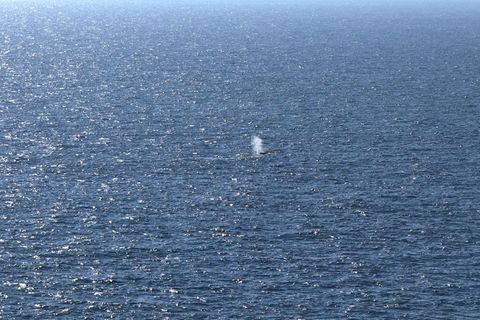 Das Foto zeigt vermutlich den Blas, die ausgeatmete Atemluft, des Buckelwals, der am Samstagmorgen in der Nordsee freigesetzt wu