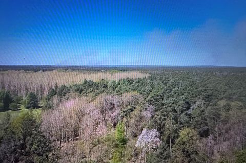 Rauchwolken steigen auf: Ein Waldbrand auf dem ehemaligen Truppenübungsplatz "Altes Lager" bei Jüterbog breitet sich aus. Die Fe