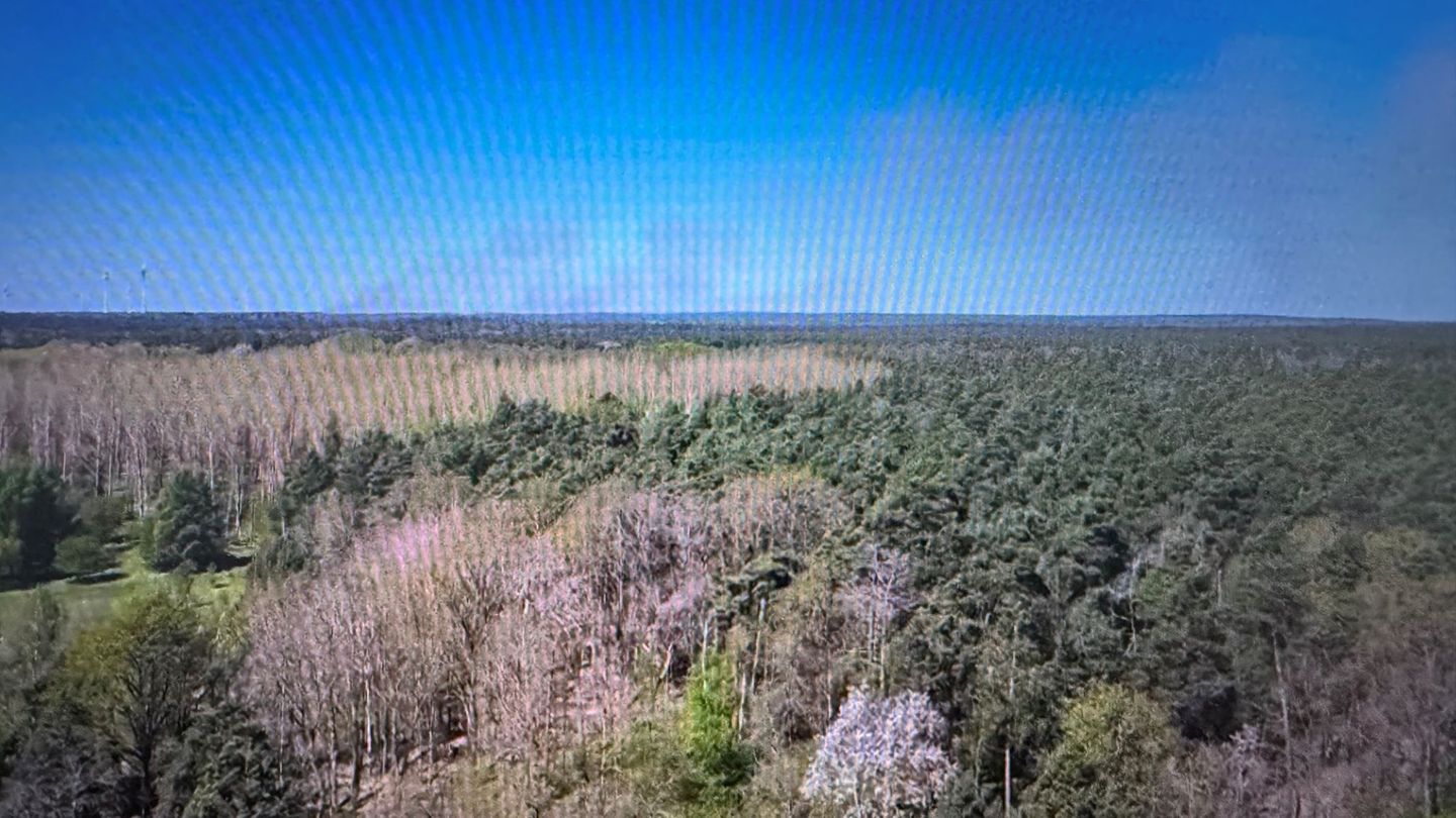 Rauchwolken steigen auf: Ein Waldbrand auf dem ehemaligen Truppenübungsplatz "Altes Lager" bei Jüterbog breitet sich aus. Die Fe