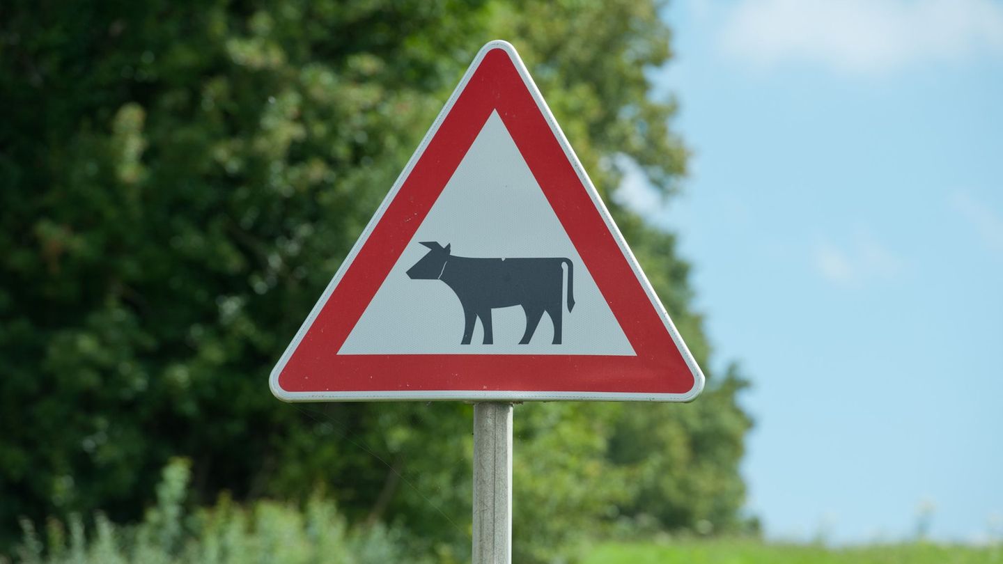 Achtung Kühe! Im Landkreis Bautzen hat ein Rind den Straßenverkehr durcheinander gebracht. (Symbolbild) Foto: picture alliance /