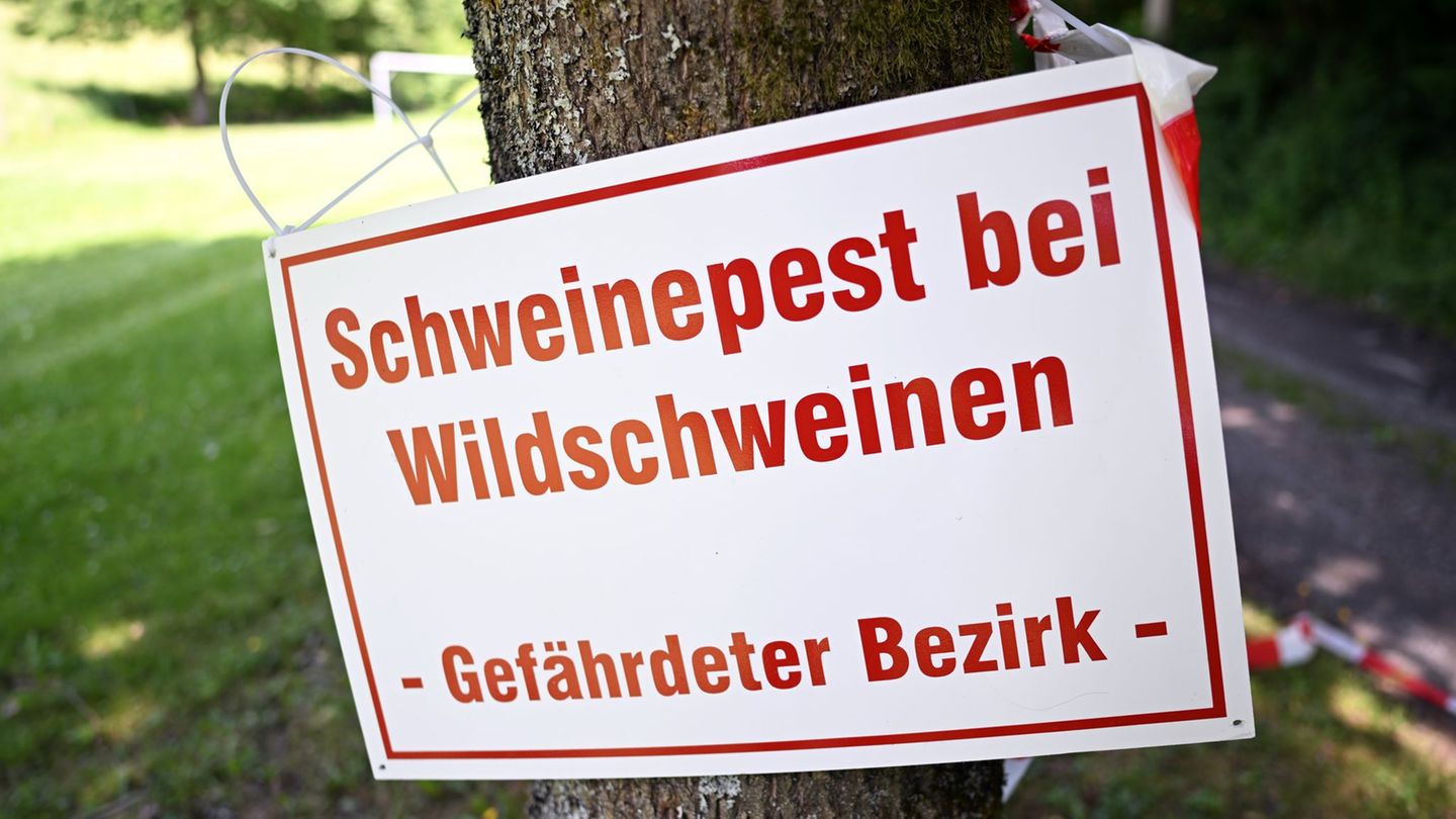 Rund 600 Wildschweine wurden in NRW bisher positiv auf ASP getestet. (Symbolbild) Foto: Federico Gambarini/dpa
