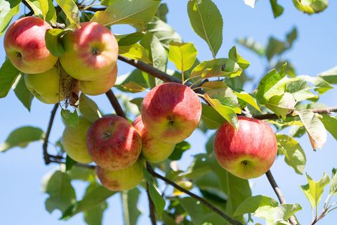 Mus, Saft und mehr: Die Schüler lernen bei den Bildungstagen vor Ort auf den Streuobstwiesen auch, wie Obst geerntet und verwert