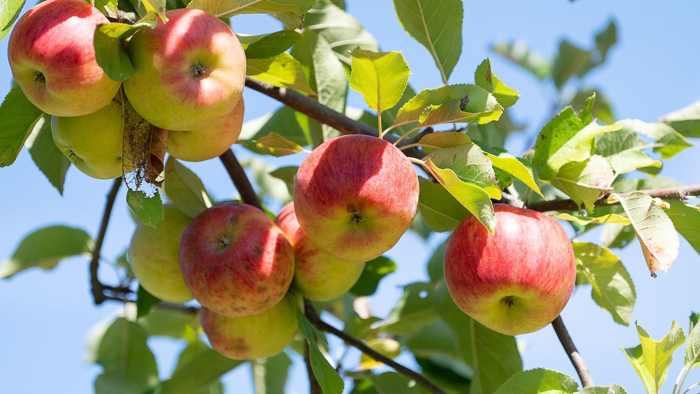 Mus, Saft und mehr: Die Schüler lernen bei den Bildungstagen vor Ort auf den Streuobstwiesen auch, wie Obst geerntet und verwert