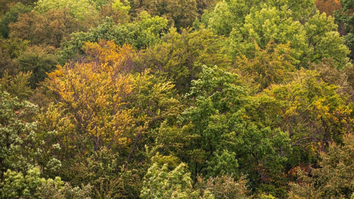 Grün, so weit das Auge reicht, im Nationalpark Hainich.