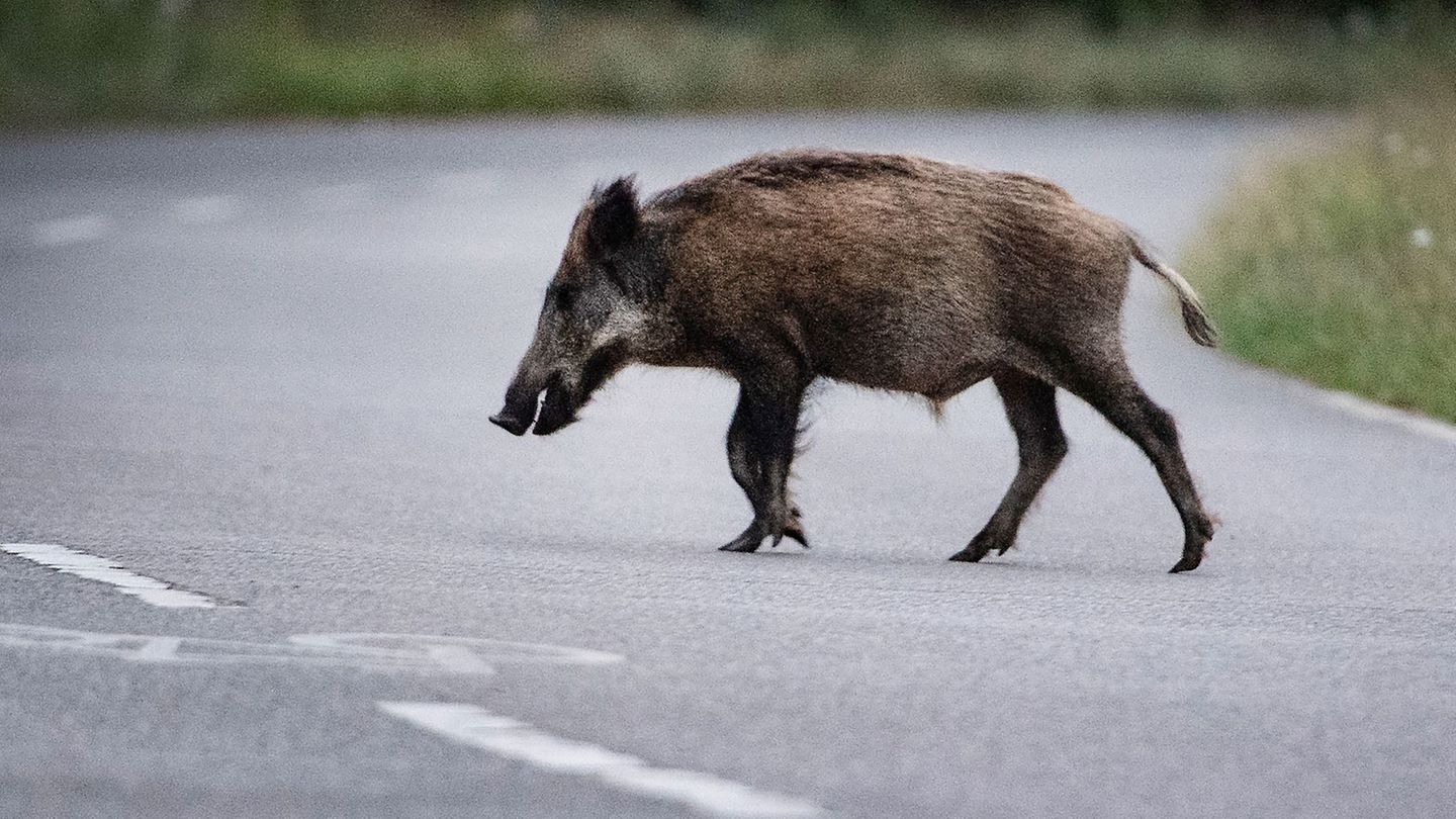 Überqueren Wildschweine eine Straße, kann es gefährlich werden - für Mensch und Tier. (Symbolbild) Foto: Paul Zinken/dpa