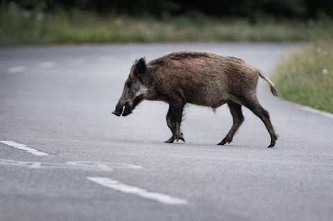 Überqueren Wildschweine eine Straße, kann es gefährlich werden - für Mensch und Tier. (Symbolbild) Foto: Paul Zinken/dpa