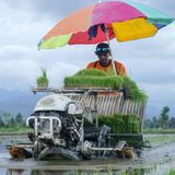 Parigi Moutong, Indonesien. Die Zeiten des schweren Bückens sind vorbei, die moderne Landwirtschaft macht’s möglich: Landwirte pflanzen Reis in den nassen Feldern mithilfe von Maschinen an.