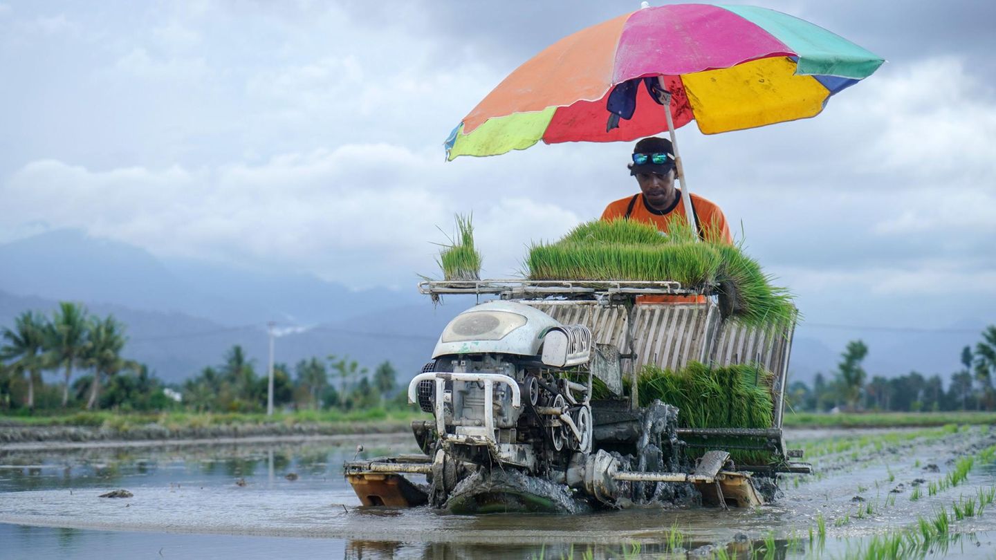 Parigi Moutong, Indonesien. Die Zeiten des schweren Bückens sind vorbei, die moderne Landwirtschaft macht’s möglich: Landwirte pflanzen Reis in den nassen Feldern mithilfe von Maschinen an.