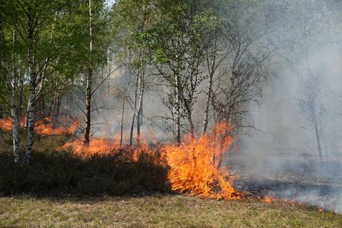 Der Waldbrand in Jüterbog in Brandenburg breitet sich aus Foto: Manuel Genolet/dpa