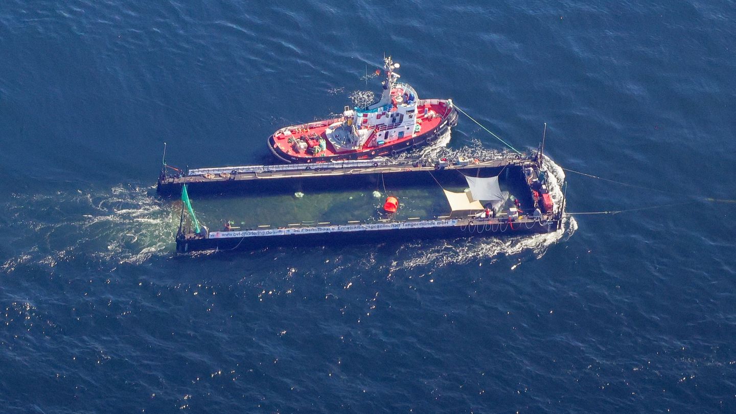 Gestrandeter Buckelwal: Schlepper kommt nach Wal-Transport in Cuxhaven an