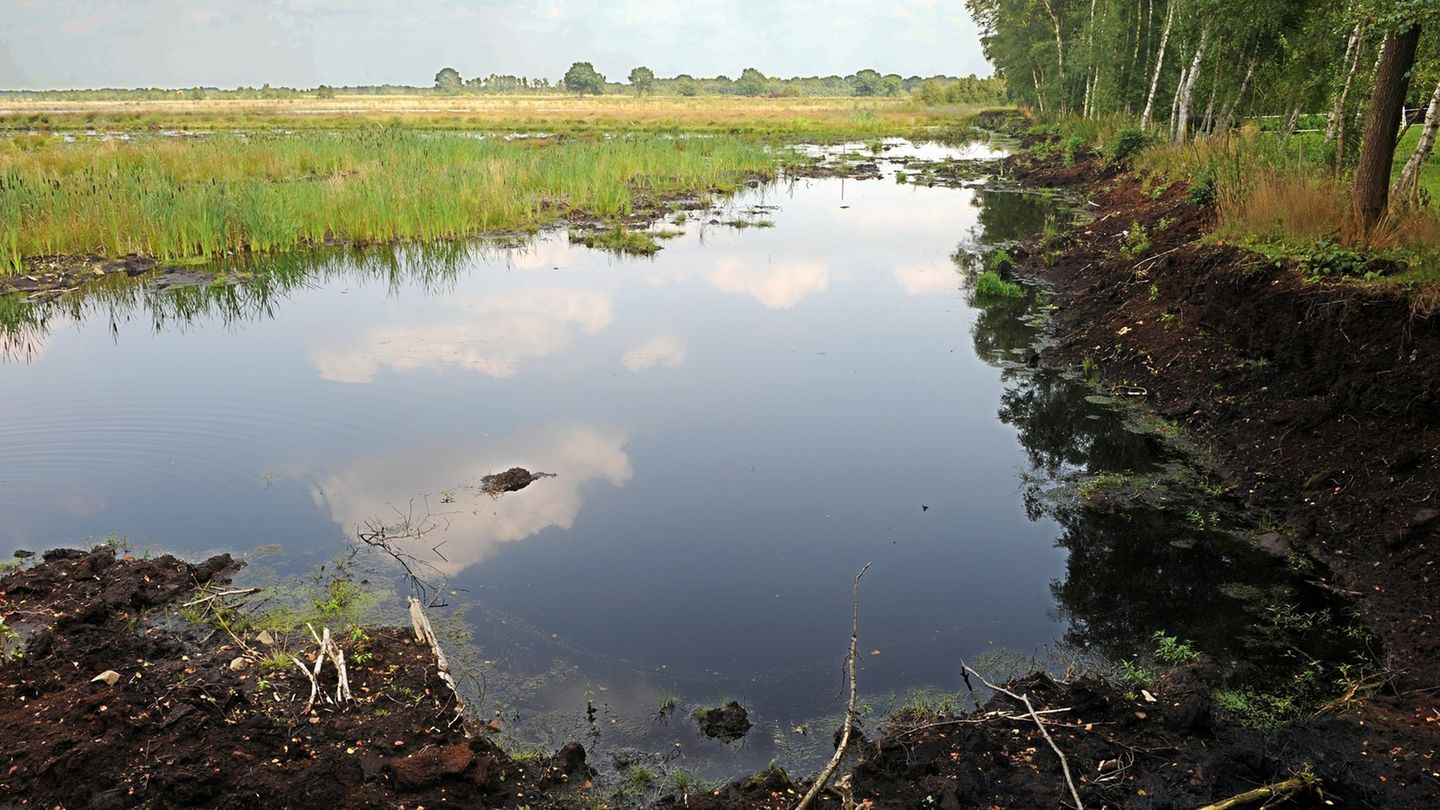 Ein intaktes Moor bindet klimaschädlichen Kohlenstoff und schützt somit das Klima. (Archivbild) Foto: picture alliance / dpa