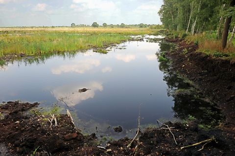 Ein intaktes Moor bindet klimaschädlichen Kohlenstoff und schützt somit das Klima. (Archivbild) Foto: picture alliance / dpa