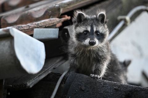 In Mecklenburg-Vorpommern darf der Waschbär bejagt werden. (Symbolbild) Foto: Britta Pedersen/dpa