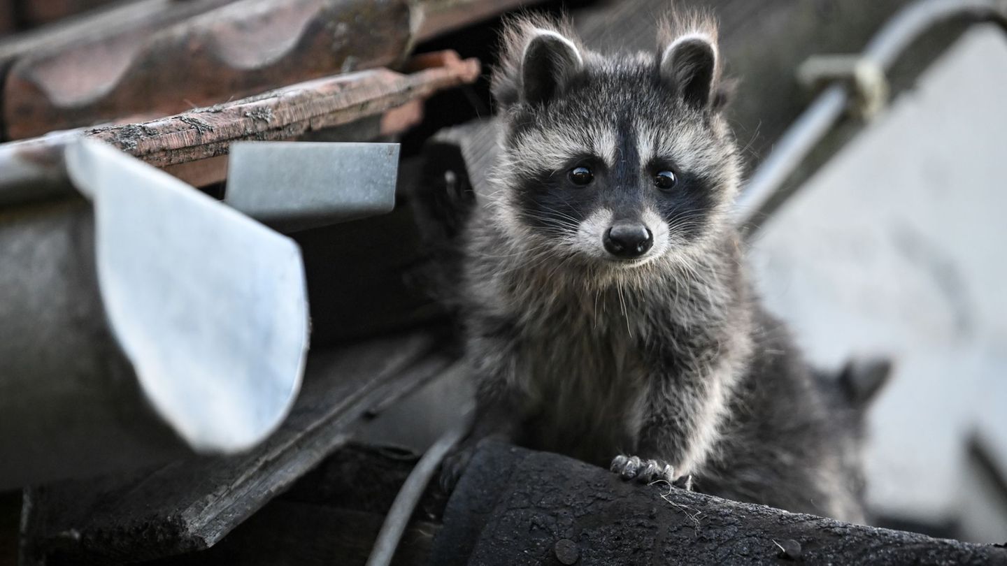 Tiere in MV: Waschbären vermehren sich rasant - und bedrohen andere Tiere